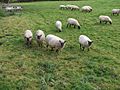 Llanwenog and Shropshire sheep - geograph.org.uk - 602713