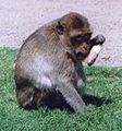 Macaque Eating Ice Cream