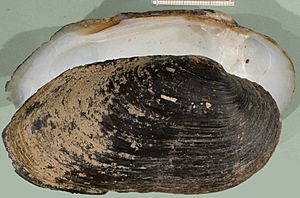 Margaritifera auricularia shell.jpg