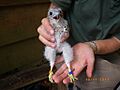 Mauritius Kestrel born in Kestrel Valley Mauritius2