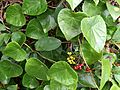 McKay Stephania japonica 32474252976 2f27eb34ce o