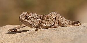 Mediterranean chameleon (Chamaeleo chamaeleon recticrista).jpg