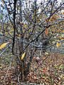 Medlar tree in late autumn