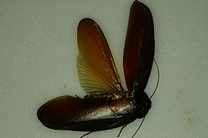 Megaloblatta wing spread