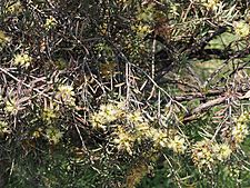 Melaleuca serpentina (leaves, flowers, fruits)