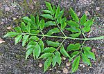 Melia azedarach doubly imparipinnate compound leaf IMG 2096c