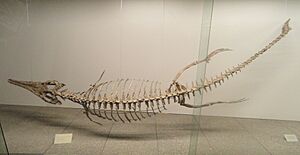 Metriorhynchus jaekeli - Naturmuseum Senckenberg - DSC02182
