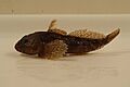 Mottled sculpin