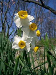 Narcissus tazetta var chinensis1