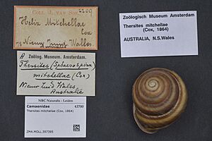 Naturalis Biodiversity Center - ZMA.MOLL.397395 - Thersites mitchellae (Cox, 1864) - Camaenidae - Mollusc shell.jpeg