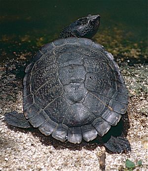 Saw-shelled turtle Facts for Kids
