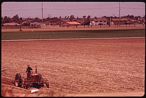 ONE OF A FEW REMAINING FARM FIELDS NEAR THE OCEAN IN FAST GROWING ORANGE COUNTY. SOME 4 PERCENT OF THE STATE... - NARA - 557476