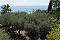 Olive grove Punta San Vigilio 2015-09-06