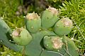 Opuntia stricta