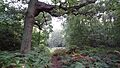 Oxhey Woods 3