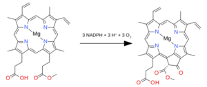 Oxidative cyclase to chlorin