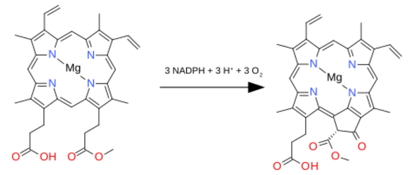 Oxidative cyclase to chlorin