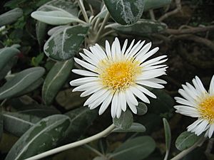 Pachystegia insignis (Flower).jpg