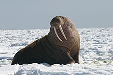 Pacific walrus bull odobenus rosmarus