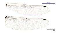 Parasynthemis regina male wings (34895906472)