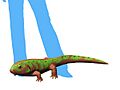 Pederpes NT small