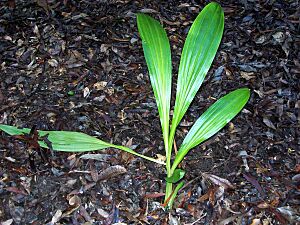 Phaius australis Coffs Harbour