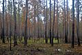 Pine uplands after a fire, Big Thicket NP, Hickory Creek Unit, Tyler Co. TX; 23 Mar 2020
