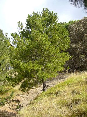 Pinus greggii 03.jpg