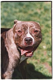Pit bull with cropped ears at SFACC