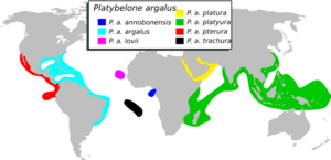 Platybelone argalus