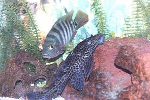 Pleco03a