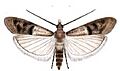 Plodia interpunctella adult