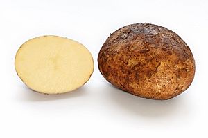 Potato and cross section