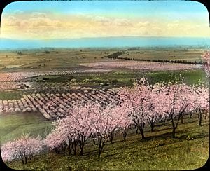 Prune Orchard near Santa Clara, California (3655751146)