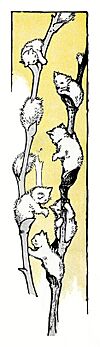 Pussy Willows by Margaret Ely Webb