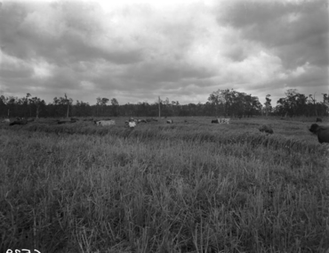Queensland State Archives 1868 Cattle grazing Woongoolba Gold Coast January 1956.png