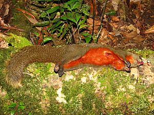 Red-bellied Squirrel dead hunted