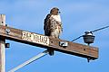 Red-tailed hawk on power pole-2033