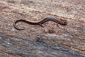 Redback salamander