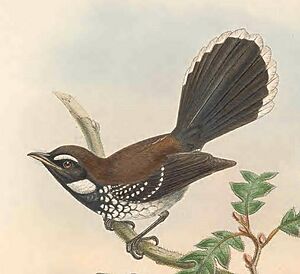 Rhipidura leucothorax - The Birds of New Guinea (cropped).jpg