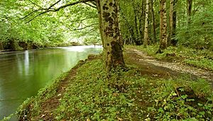 River, Glenarm forest - geograph.org.uk - 946430
