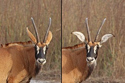 Roan antelope (Hippotragus equinus koba) showing ears