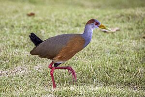 Russet-naped wood-rail (Aramides albiventris albiventris) Cayo.jpg