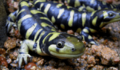 Salamandra Tigre