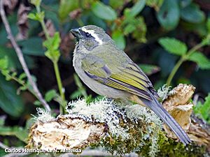 Saltator maxillosus female.jpeg