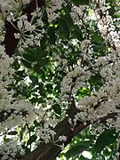 Scented daphne in flower after rain