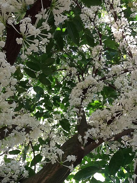 Scented daphne in flower after rain