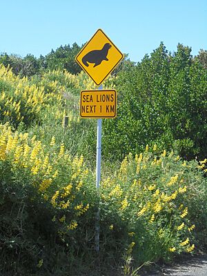 Sea lion traffic sign