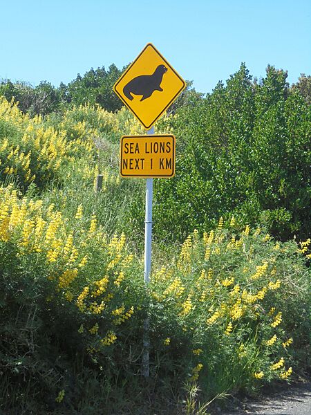 Sea lion traffic sign