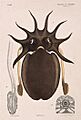 Sepia apama by John James Wild